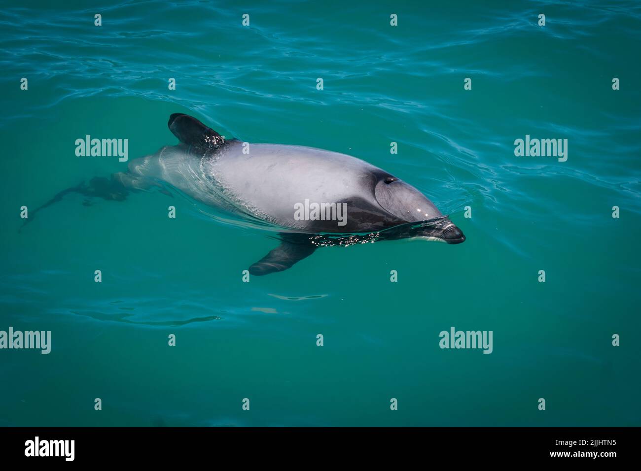 Un regard sur la vie en Nouvelle-Zélande. Les dauphins de Hector : la plus petite espèce de dauphin au monde. (Cephalorhynchus hectori). Petites créatures sympathiques. Banque D'Images