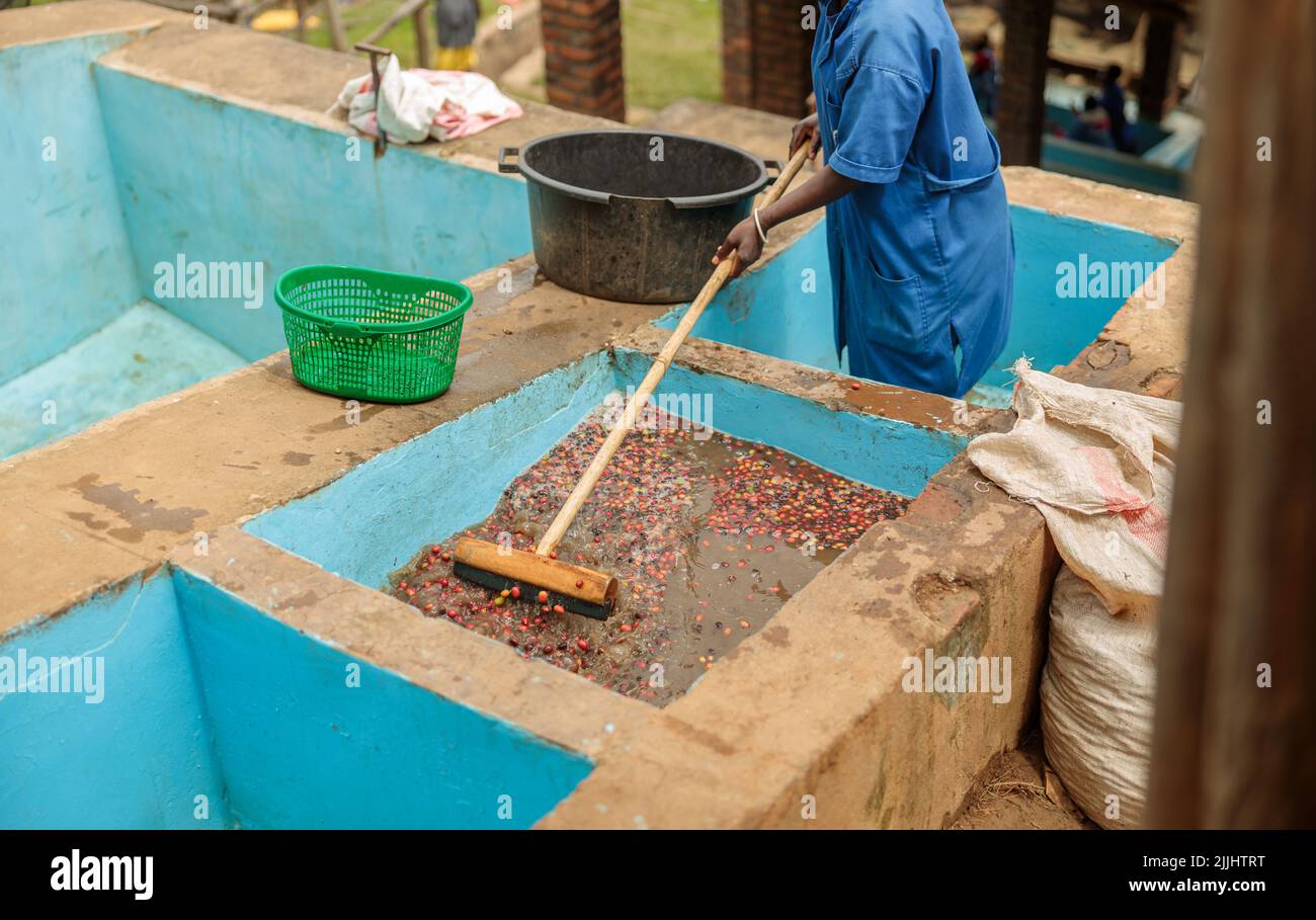 Préparation des grains de café aux baies rouges par une petite machine à la ferme Banque D'Images