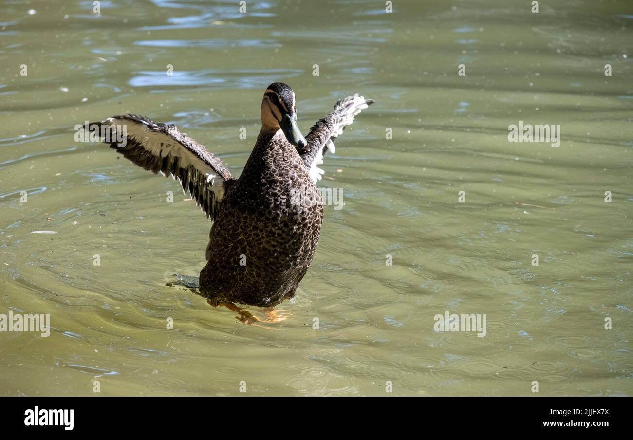 Un canard noir du Pacifique (Anas superciliosa) à Sydney, Nouvelle-Galles du Sud, Australie (photo de Tara Chand Malhotra) Banque D'Images