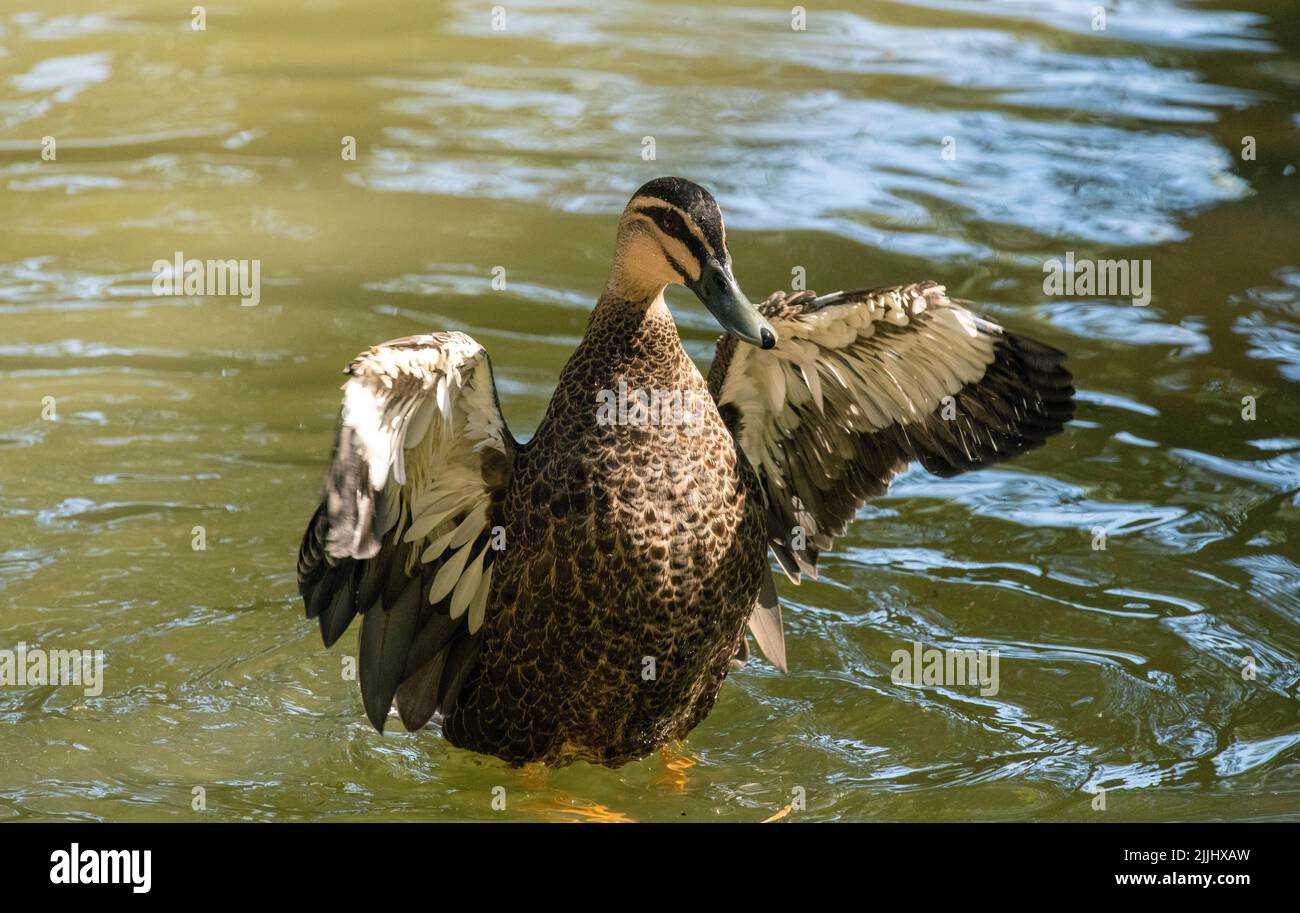 Un canard noir du Pacifique (Anas superciliosa) à Sydney, Nouvelle-Galles du Sud, Australie (photo de Tara Chand Malhotra) Banque D'Images