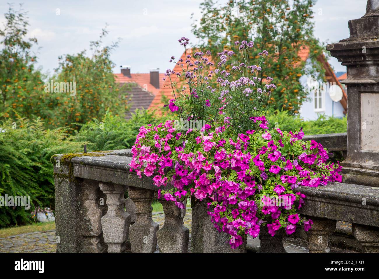 Fleurs d'été roses à Weitra/Waldviertel, la plus ancienne ville de brasserie d'Autriche Banque D'Images