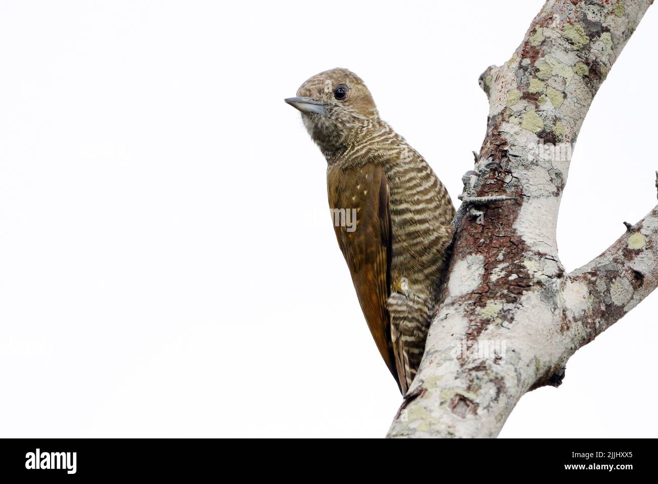 Petit pic (Veniliornis passerinus) femelle, perchée, isolée sur fond blanc Banque D'Images