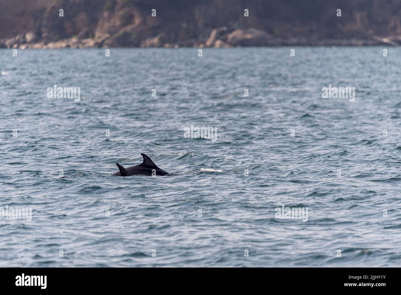 Deux dauphins nageant dans la baie de Vigo Banque D'Images