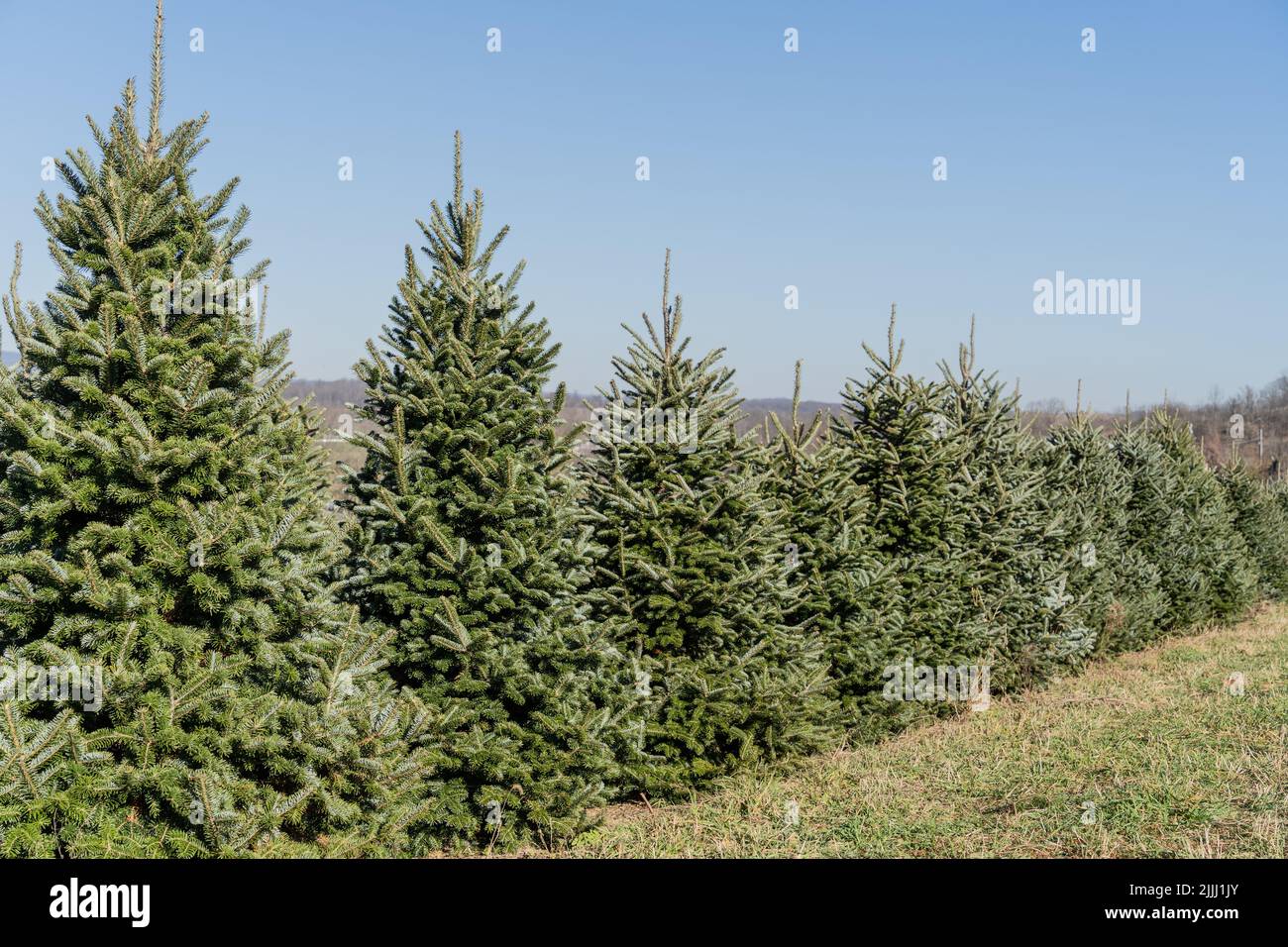 Rangée d'arbres de Noël dans une ferme forestière du comté de Berks, en Pennsylvanie Banque D'Images