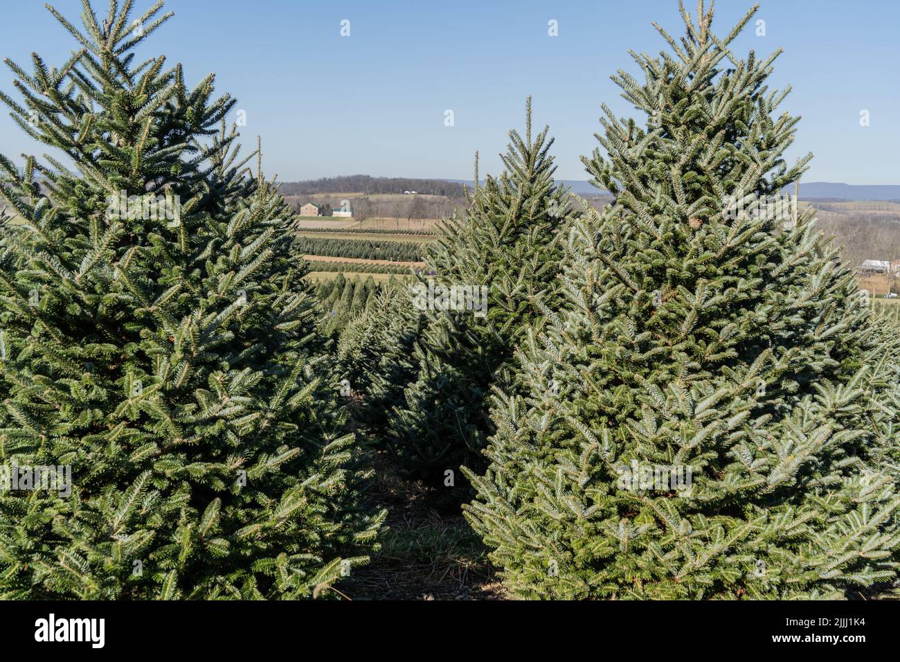 De beaux arbres de Noël dans une rangée sur une ferme d'arbres dans le comté de Berks, en Pennsylvanie Banque D'Images