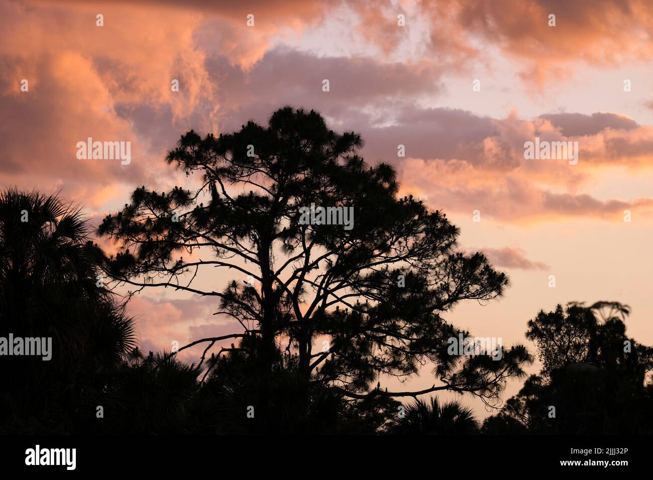 Silhouette sombre d'un grand pin dans une forêt tropicale contre un ciel nuageux et lumineux au coucher du soleil ou à l'aube Banque D'Images