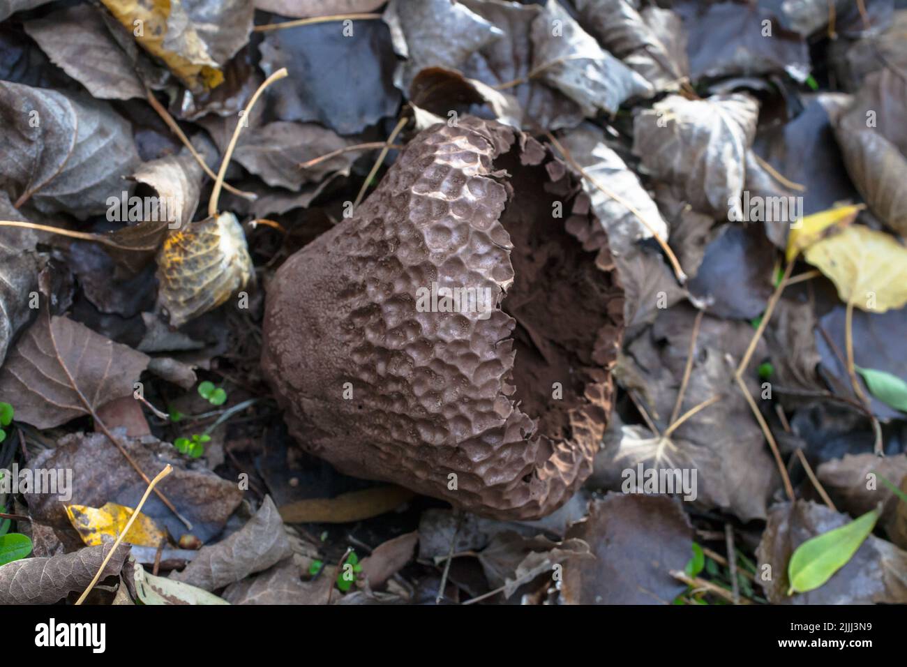 Un regard sur la vie en Nouvelle-Zélande: De beaux champignons en automne: Probablement un type de boule de Terre (par exemple Sclérodermie verrucosum). Non comestible. Banque D'Images