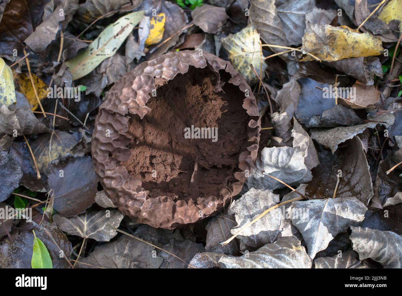 Un regard sur la vie en Nouvelle-Zélande: De beaux champignons en automne: Probablement un type de boule de Terre (par exemple Sclérodermie verrucosum). Non comestible. Banque D'Images