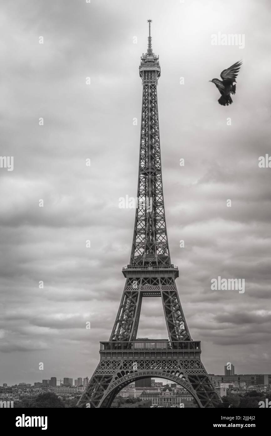 Tour Eiffel du Trocadéro avec pigeon volant, Paris, France, monochrome Banque D'Images