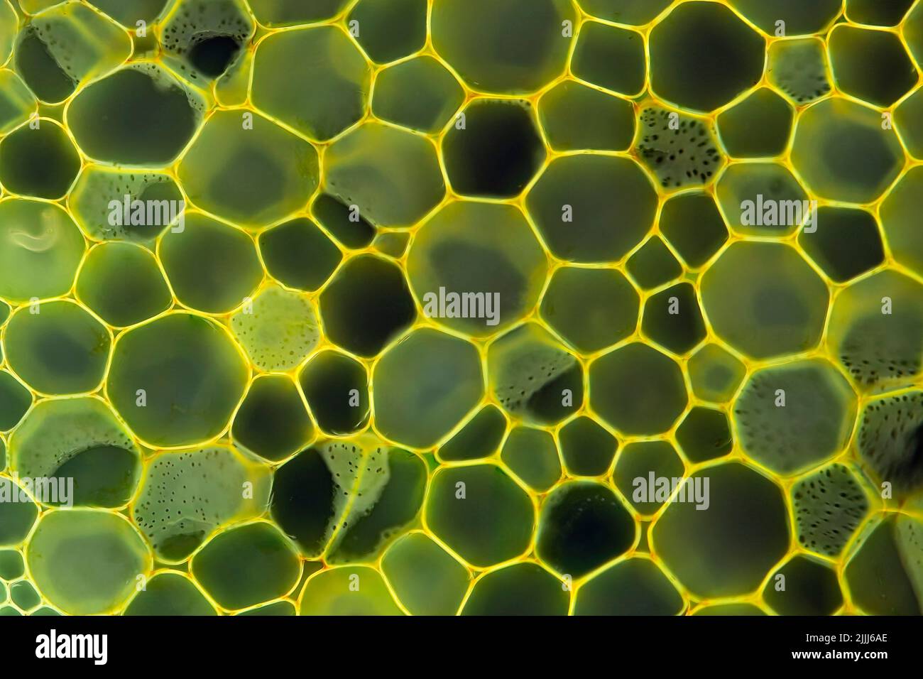 Cellules végétales, micrographe à lumière fluorescente Banque D'Images