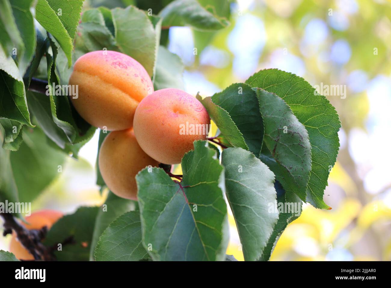 Abricot, branches chargées de grappes de fruits orange vif, prêt à être cueilli. Banque D'Images