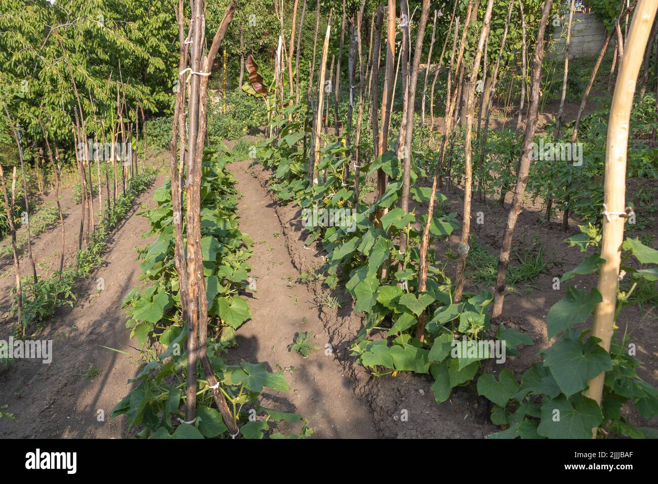 Plantation de concombres dans le jardin - grandir au plein soleil Banque D'Images