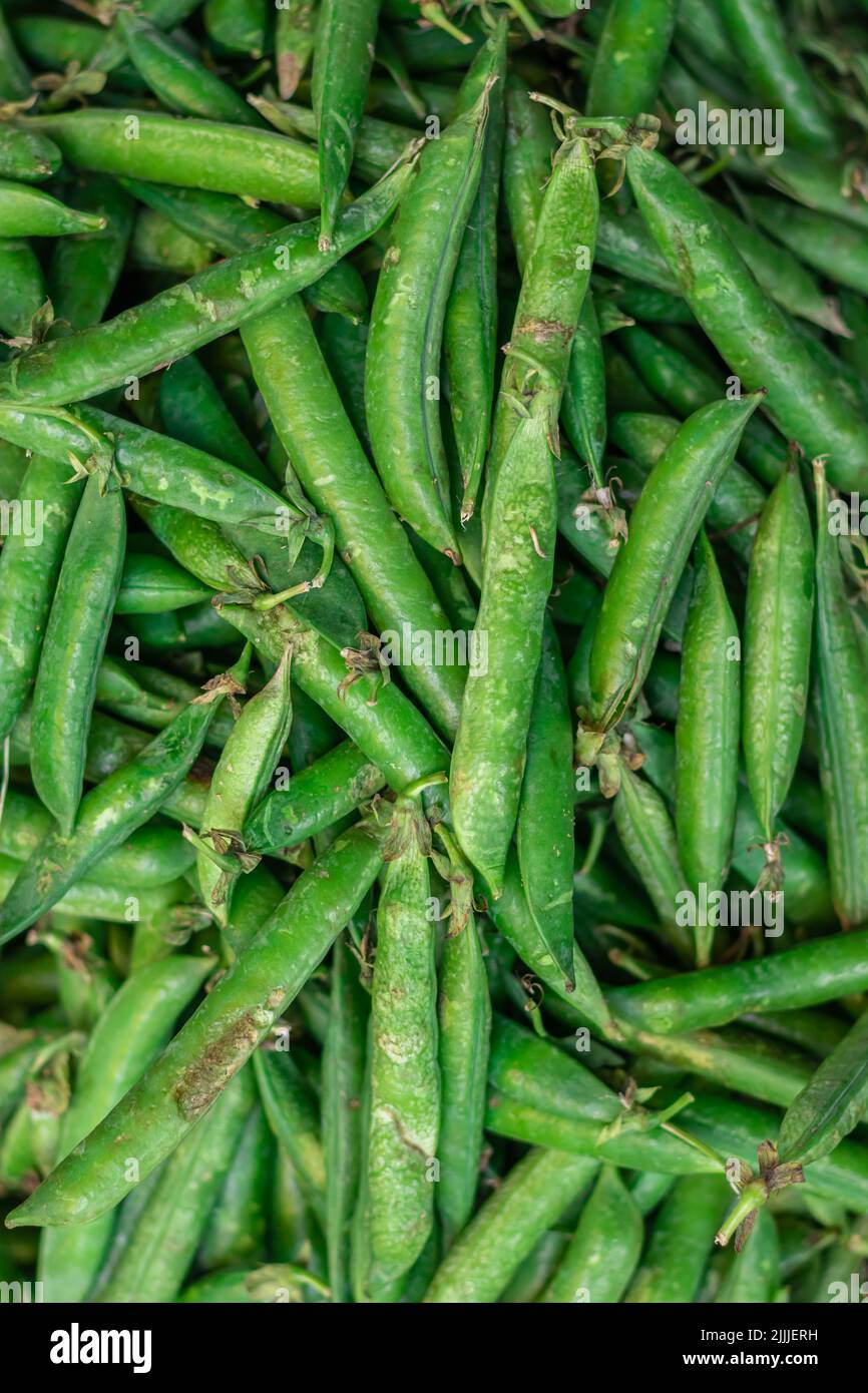 petits pois frais biologiques de la ferme de près sous différents angles Banque D'Images