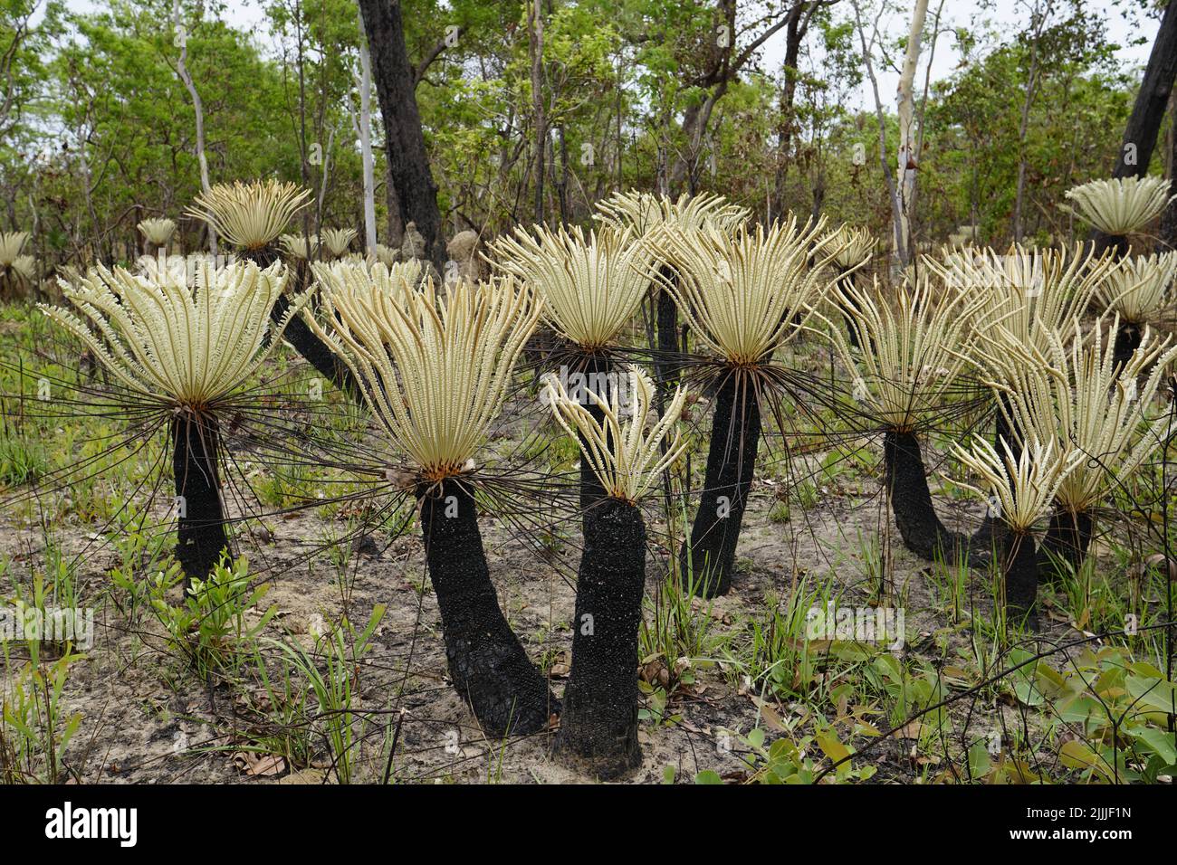 Rare Cycad Cycas calcicola dans le parc national de Litchfield Banque D'Images