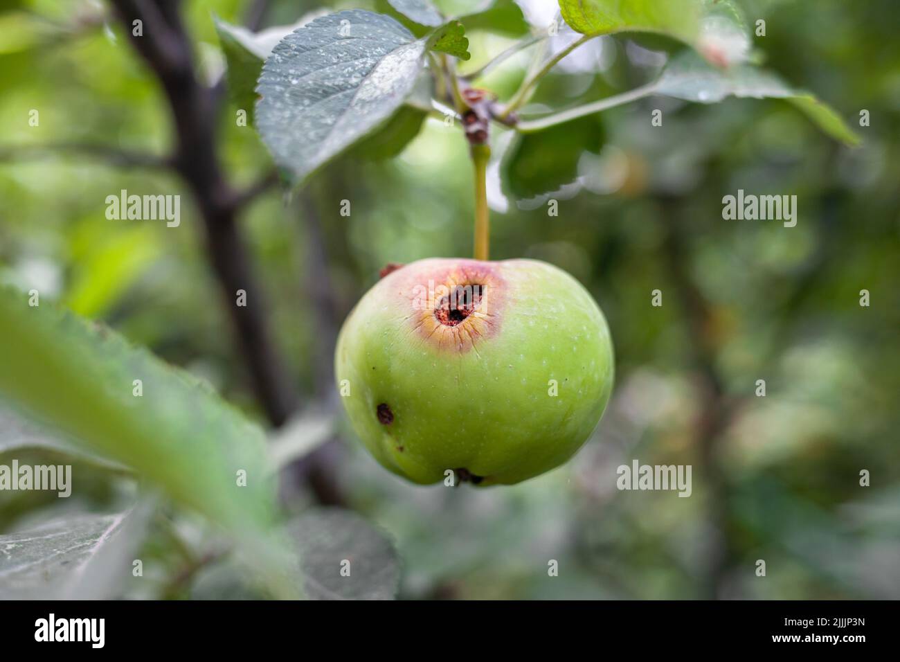Une pomme verte mangée de ver pèse sur une branche d'arbre dans le