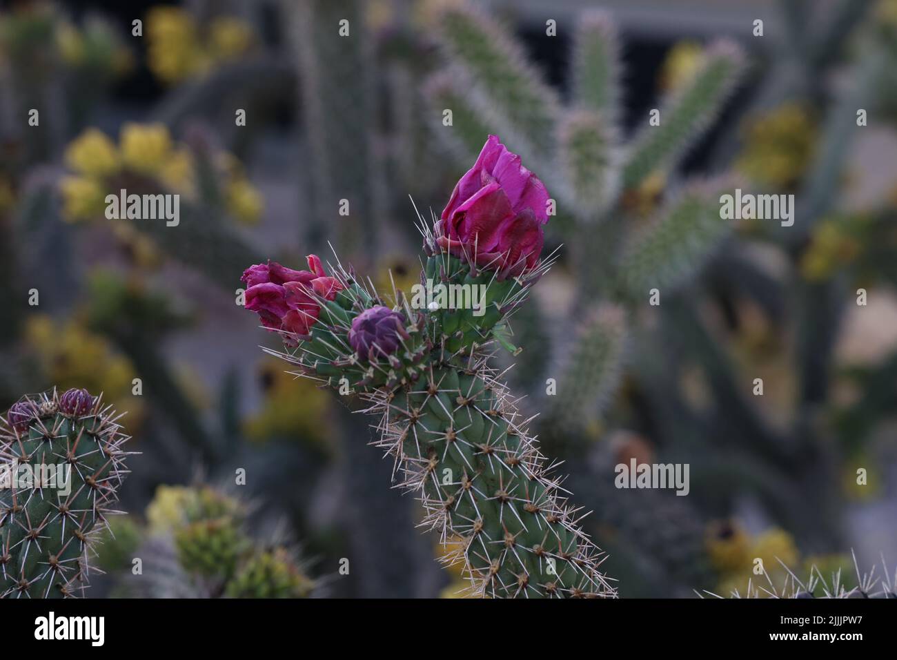 Belles fleurs de cactus dans un jardin au sud. Banque D'Images