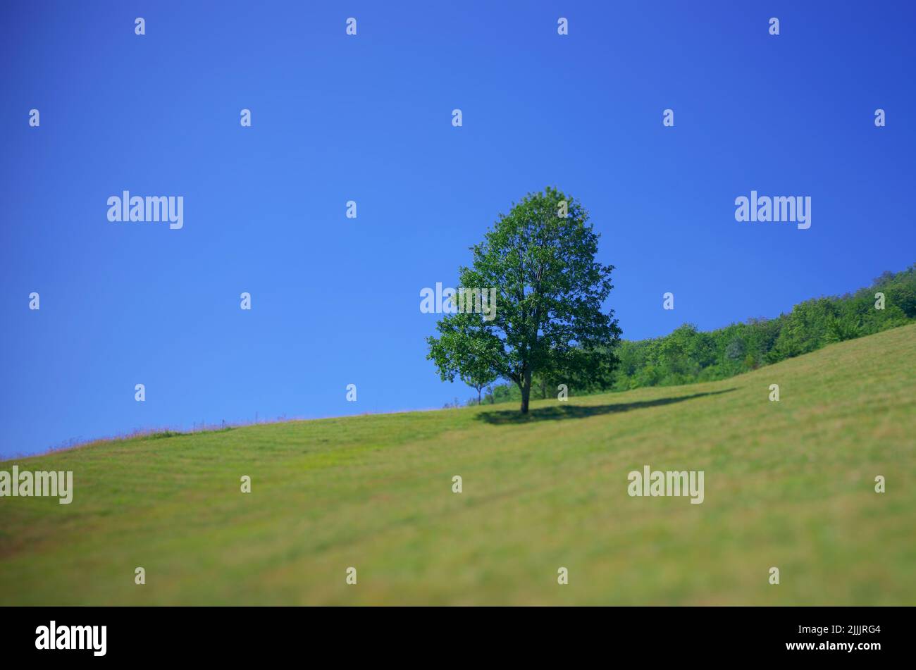 Un arbre sur une colline du Monténégro (arrière-plan et premier plan flou) Banque D'Images
