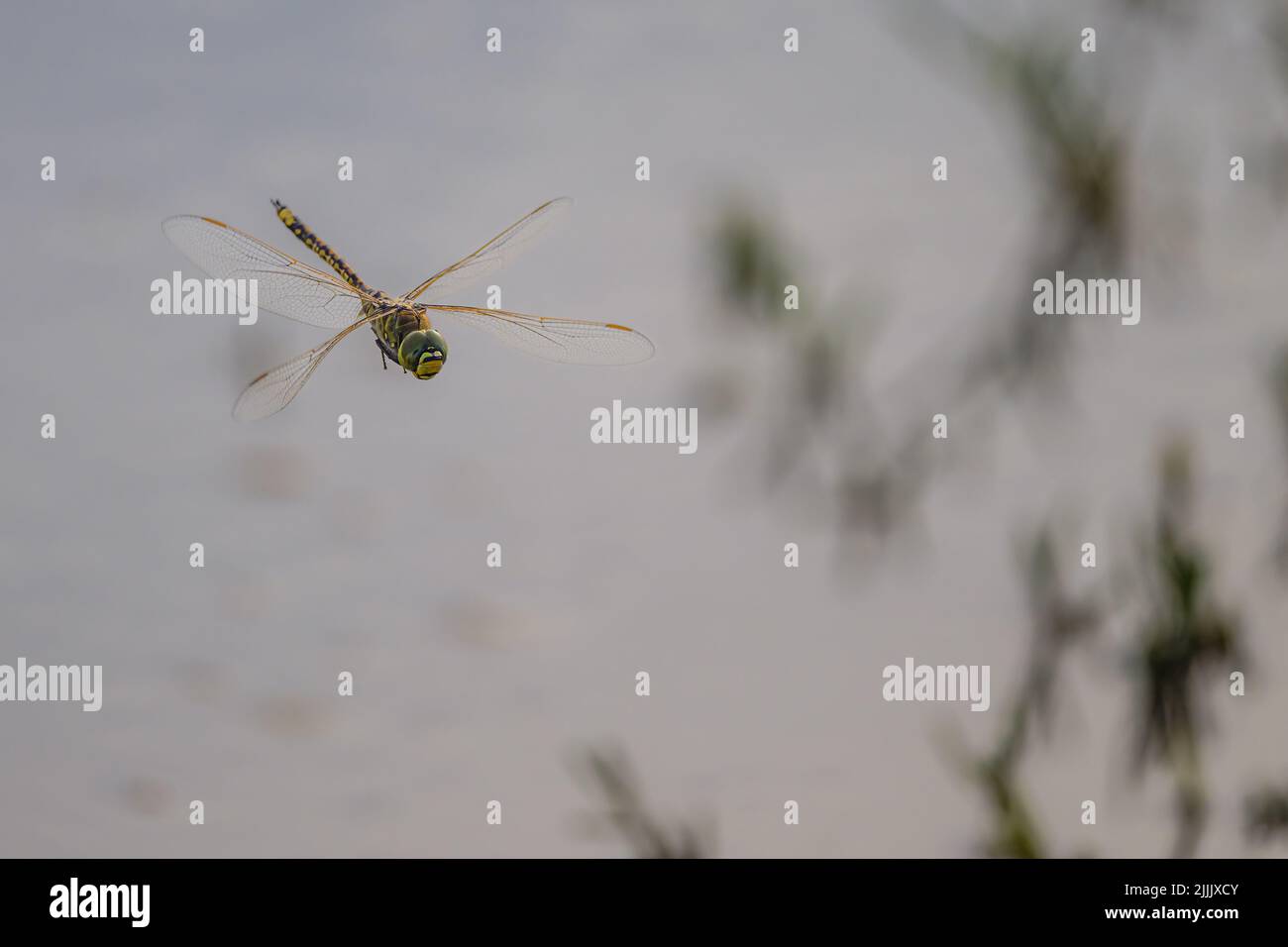 Un empereur australien dragonfly chasse en vol au-dessus d'un lagon de reedy dans les marécages du Saint-Laurent, dans le centre du Queensland, en Australie. Banque D'Images