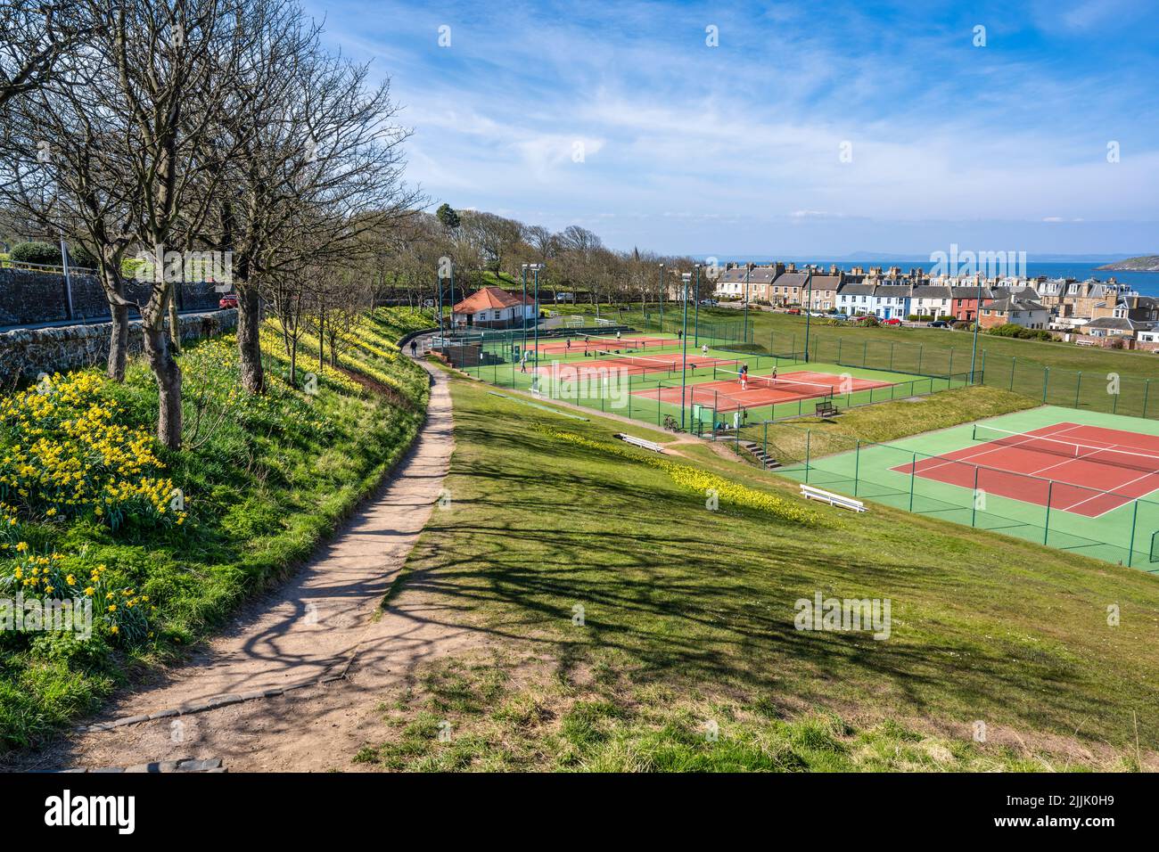 Vue sur les jonquilles printanières à côté du sentier public menant au North Berwick tennis Club dans la ville côtière de North Berwick à East Lothian, Écosse, Royaume-Uni Banque D'Images