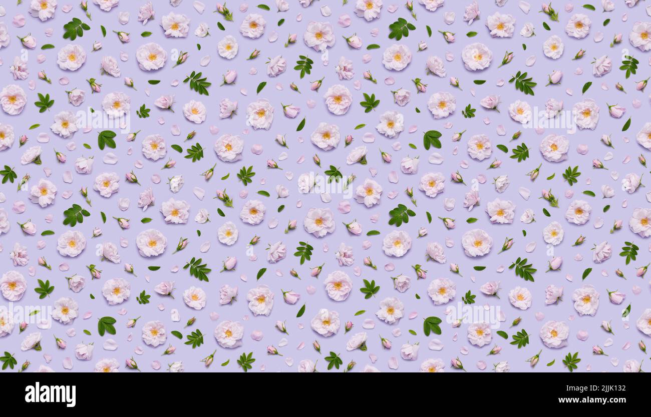 Motif floral sans couture de fleurs roses Celestial minden rose, feuilles bourgeons et pétales sur fond violet pastel dessus vue plate Banque D'Images