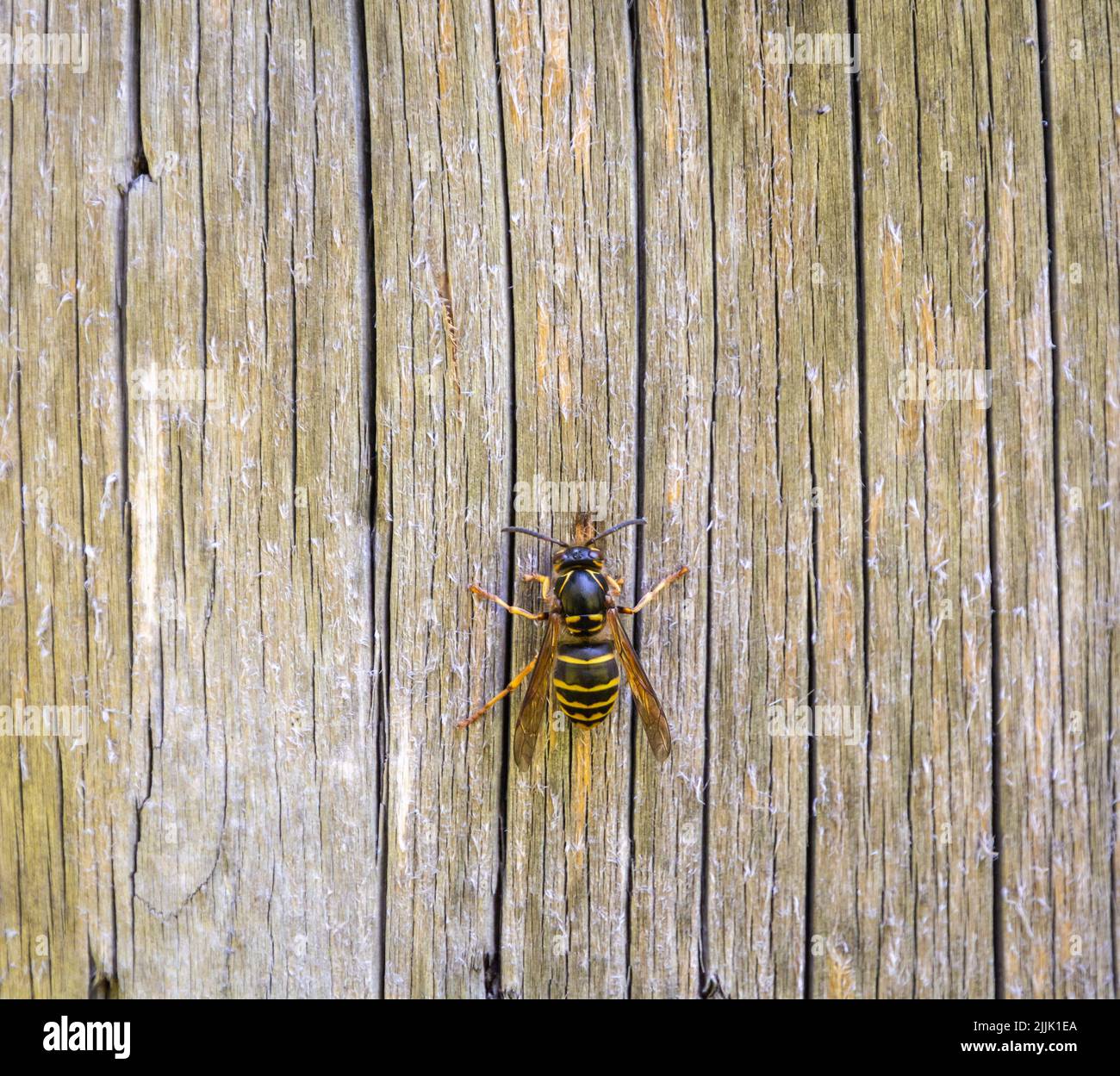 gros plan d'une guêpe mangeant du bois d'une table de jardin. polistes gallicus Banque D'Images