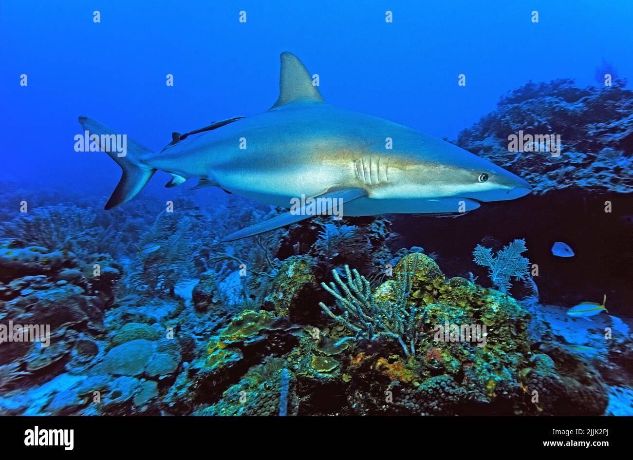 Requins de récif des Caraïbes (Carcharhinus perezi), Bahamas, Caraïbes, océan Atlantique Banque D'Images