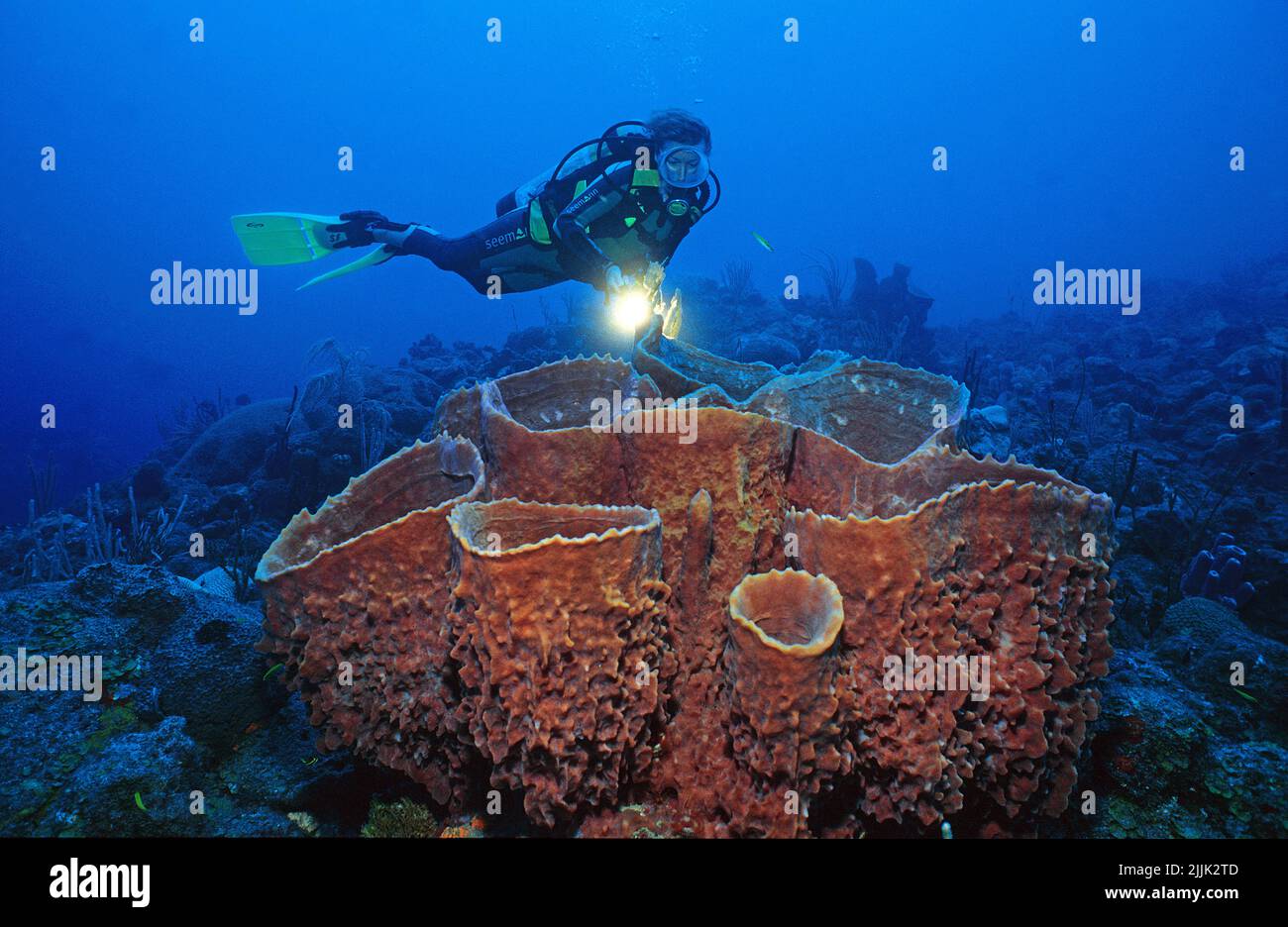 Le plongeur de plongée regarde les grandes éponges de barrel (Xestospongia testudinaria) dans un récif de corail des caraïbes, Saba, Antilles néerlandaises, Caraïbes Banque D'Images