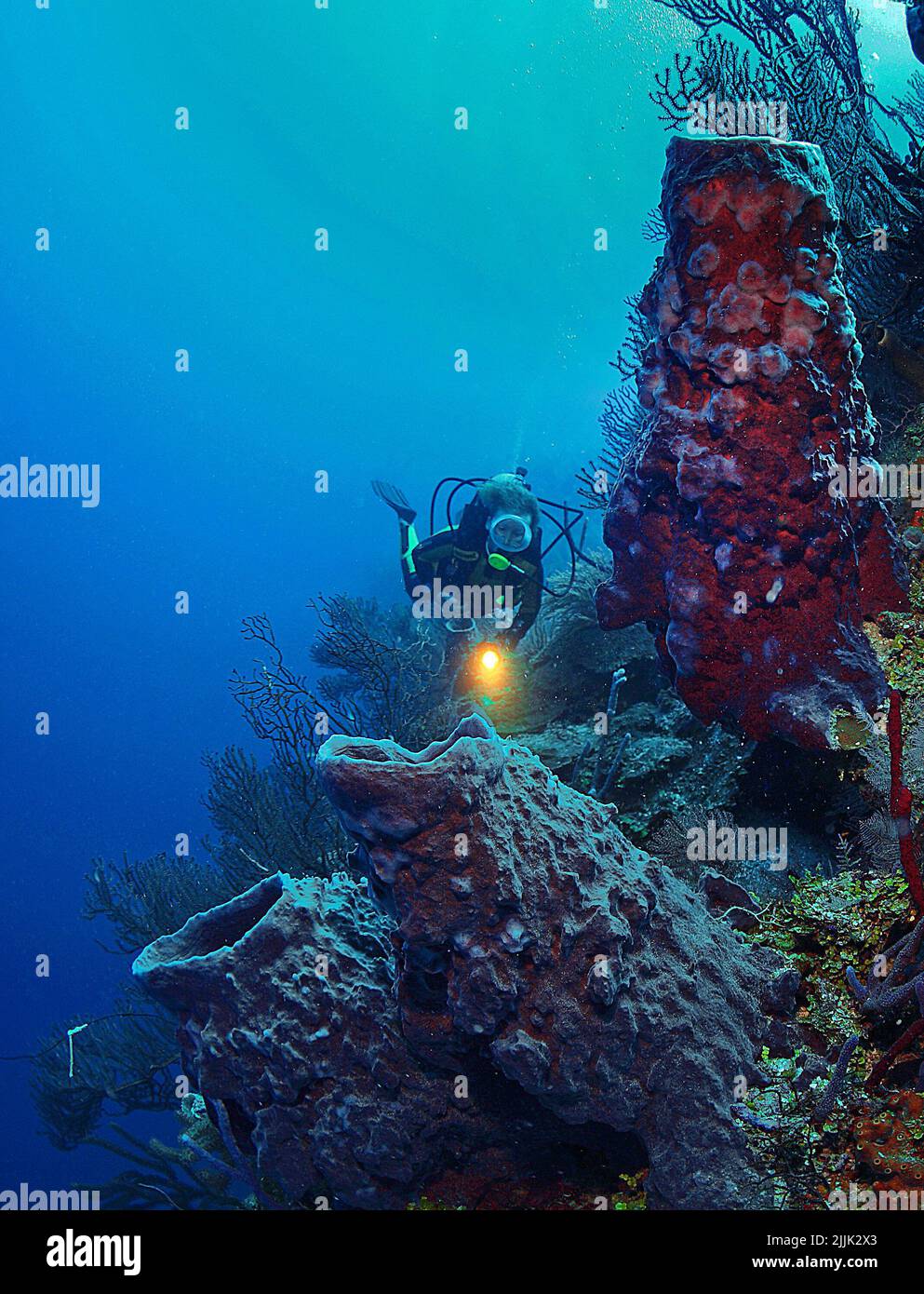 Le plongeur de plongée regarde les éponges géantes de barrel (Xestospongia testudinaria) dans un récif de corail des caraïbes, Roatan, Bay Islands, Honduras, Caraïbes Banque D'Images