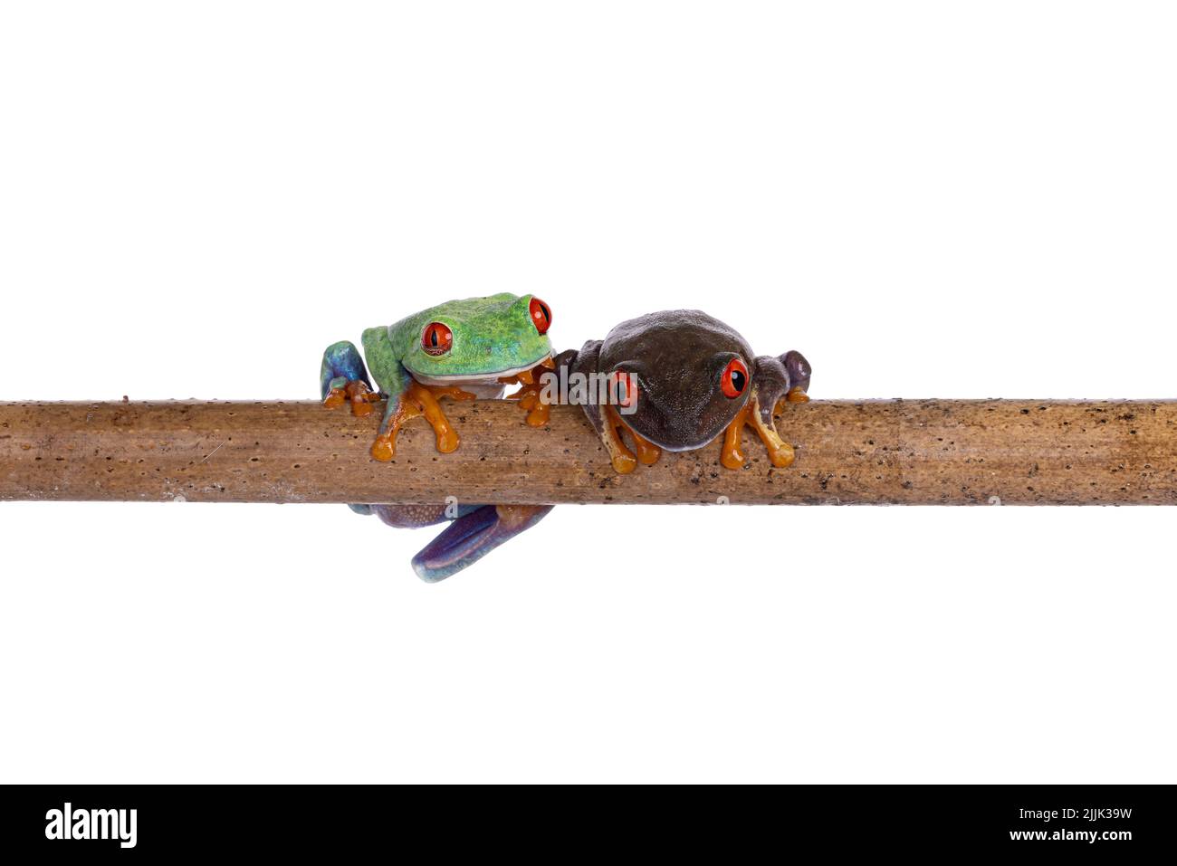 Deux grenouilles d'arbre à yeux rouges, alias Agalychnis callidryas, assises sur un bâton de bois. En regardant vers l'appareil photo. Isolé sur un fond blanc. Banque D'Images