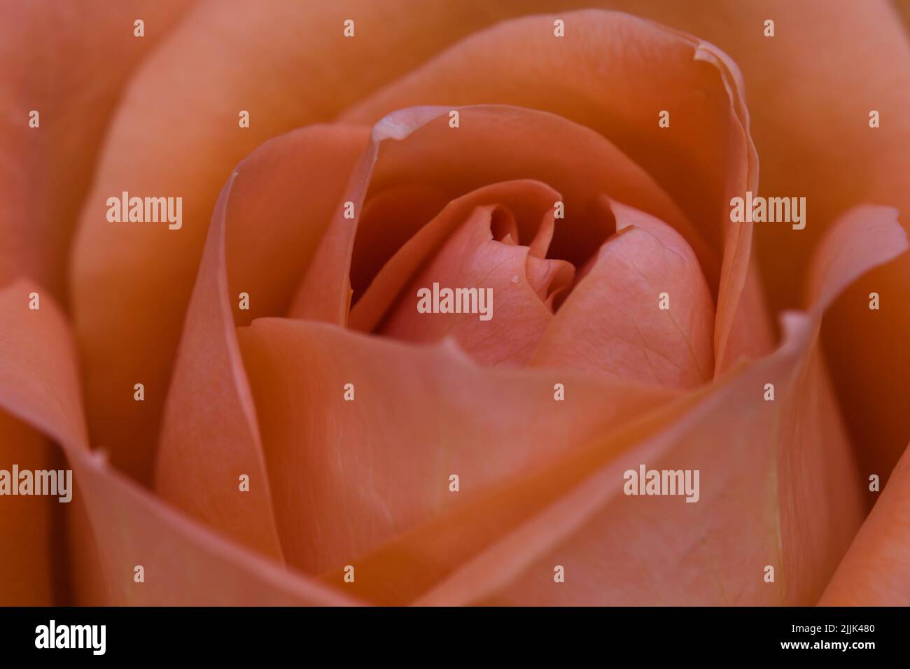 Gros plan sur le centre d'une rose orange. Banque D'Images