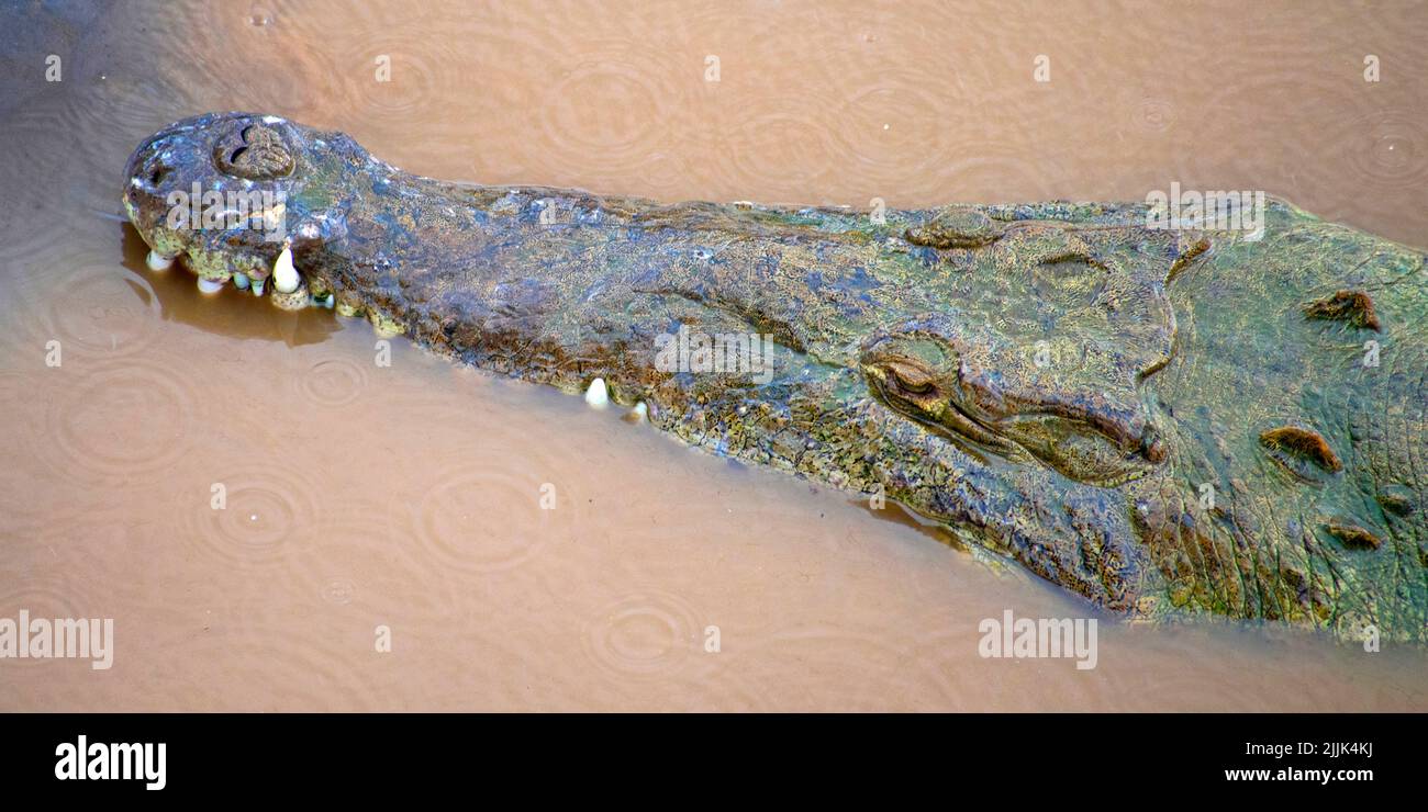 Crocodile américain, Crocodylus acutus, Costa Rica, Amérique centrale Banque D'Images