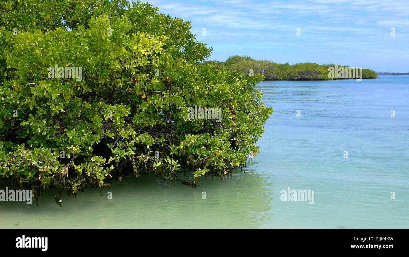 Mangrove, mangle, Manglar, Parc National de Galápagos, UNESCO, Site du patrimoine mondial, Réserve de biosphère, Îles Galápagos, Équateur, Amérique du Sud Banque D'Images