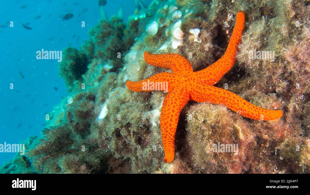 Starfish lisse, Hacelia attenuata, Parc régional de Cabo cope Puntas del Calnegre, Mer méditerranée, Murcie, Espagne, Europe Banque D'Images