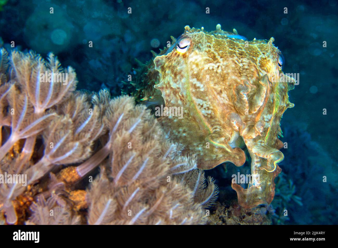 Seiche, Broaoclub Cuttlefish, Sepia latimanus, Lembeh, Sulawesi du Nord, Indonésie, Asie Banque D'Images