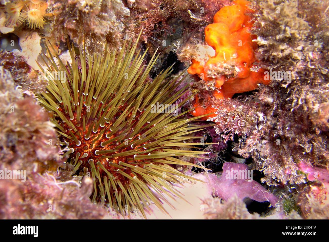 Mer Urchin, Paracentrotus lividus, Cabo cope Puntas del Calnegre, Mer méditerranée, Murcie, Espagne, Europe Banque D'Images