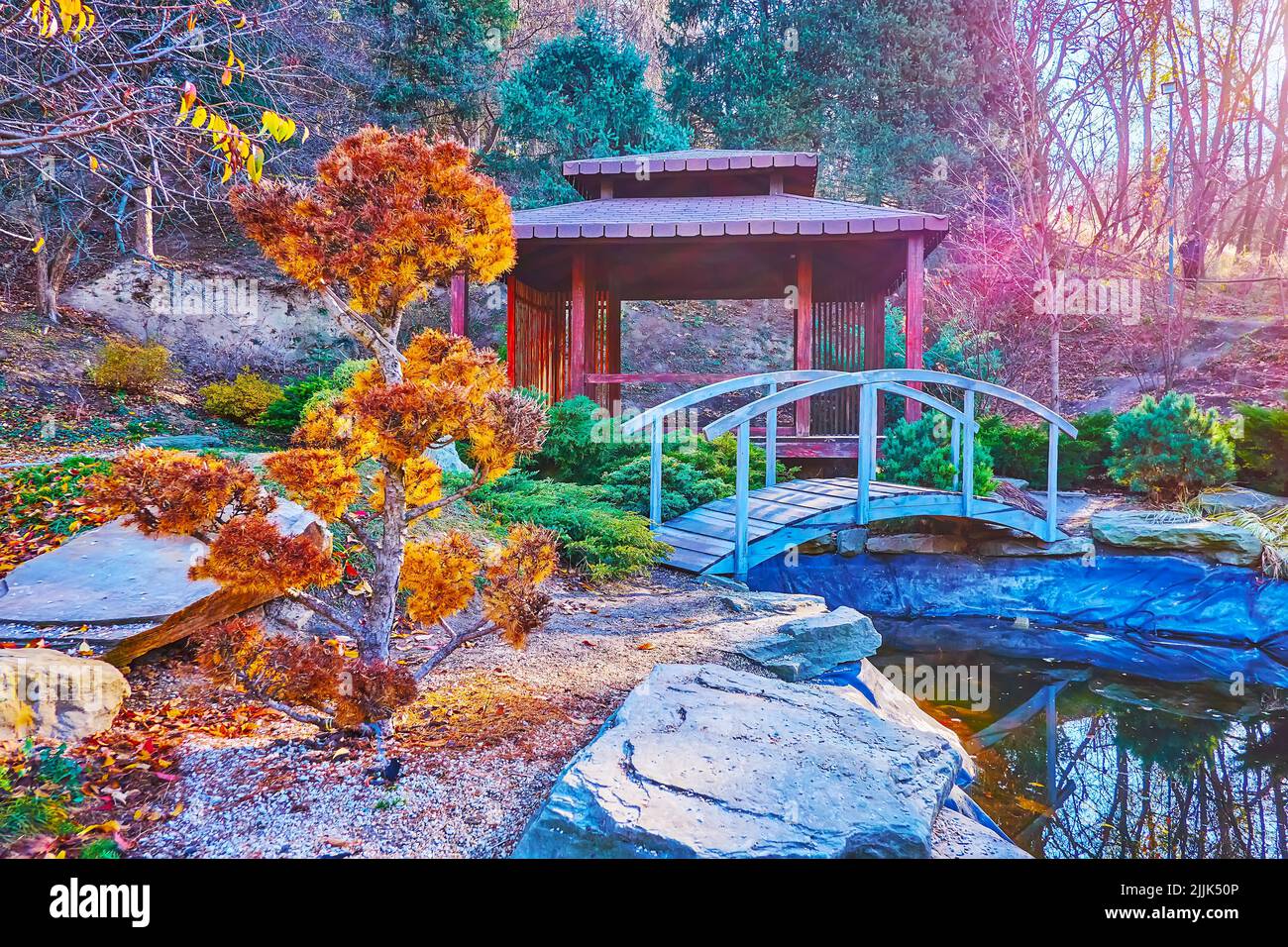 Le pittoresque mélèze topiaire jaune devant un petit étang et pavillon en bois dans le jardin de thé japonais Rodzi, jardin botanique de Kiev, Ukraine Banque D'Images