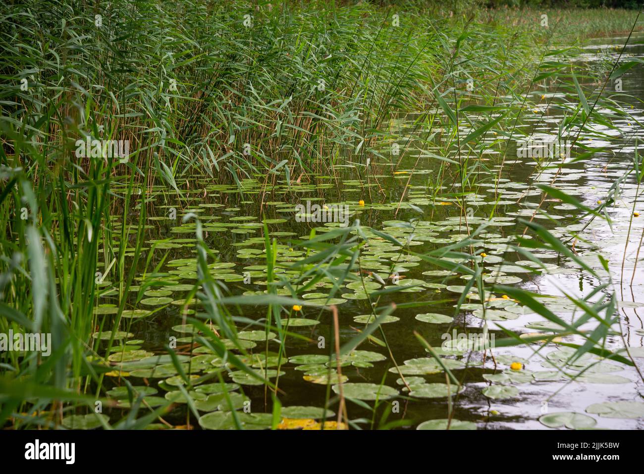 Nénuphars jaunes sans fleurs avec d'énormes feuilles vertes dans l'herbe verte sur la rive d'un lac pendant l'heure dorée de l'été. Banque D'Images