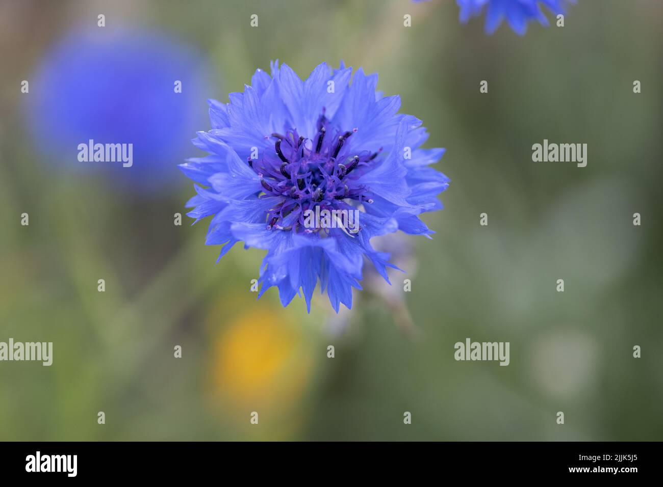 Fleur de maïs bleue centaurée cyanus Banque D'Images