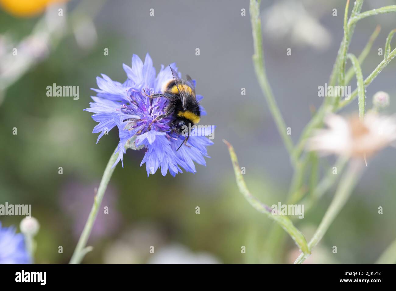 Bumble Bee collectant le nectar d'une plante de fleur bleue Banque D'Images