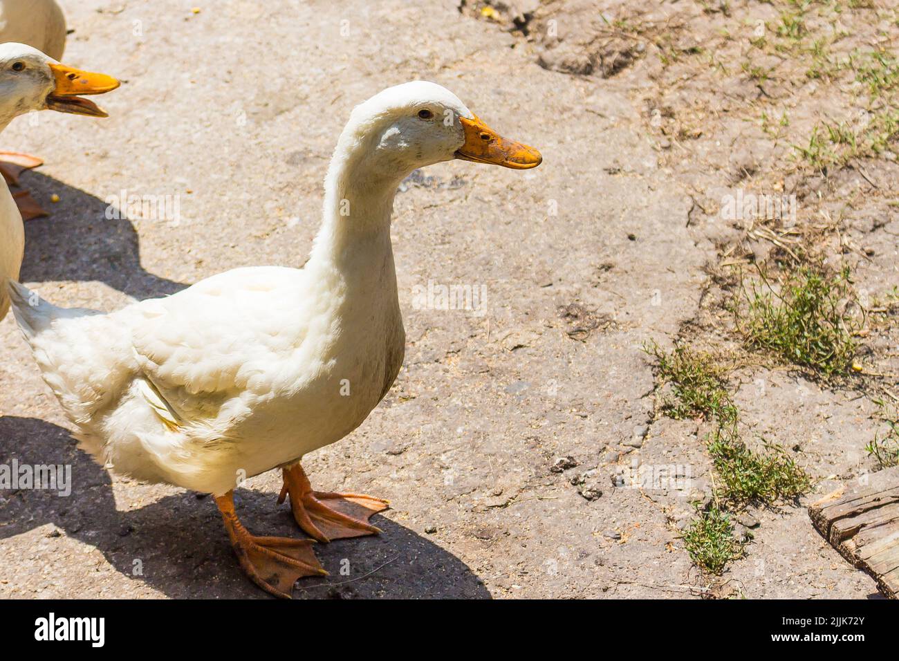 Un gros plan d'un canard de Pékin américain par une journée ensoleillée Banque D'Images