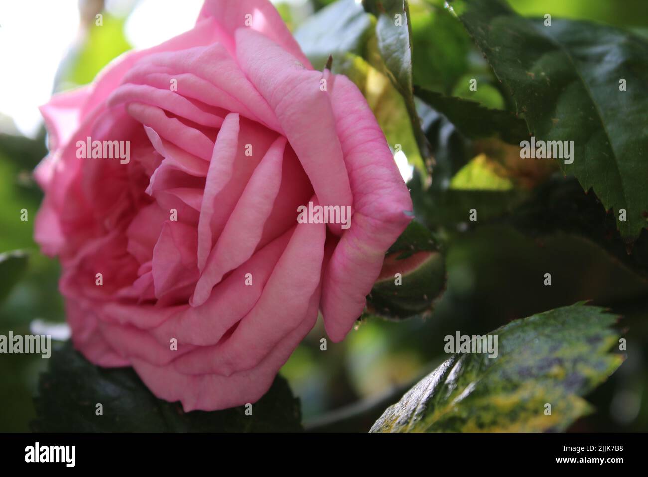 Macrophotographie par inflorescence de rose. L'été s'épanouit en gros plan. Roses dans le jardin. Pétales de fleurs roses. Arrière-plan vert. Feuillages luxuriants. Arbre broussaillé. Banque D'Images