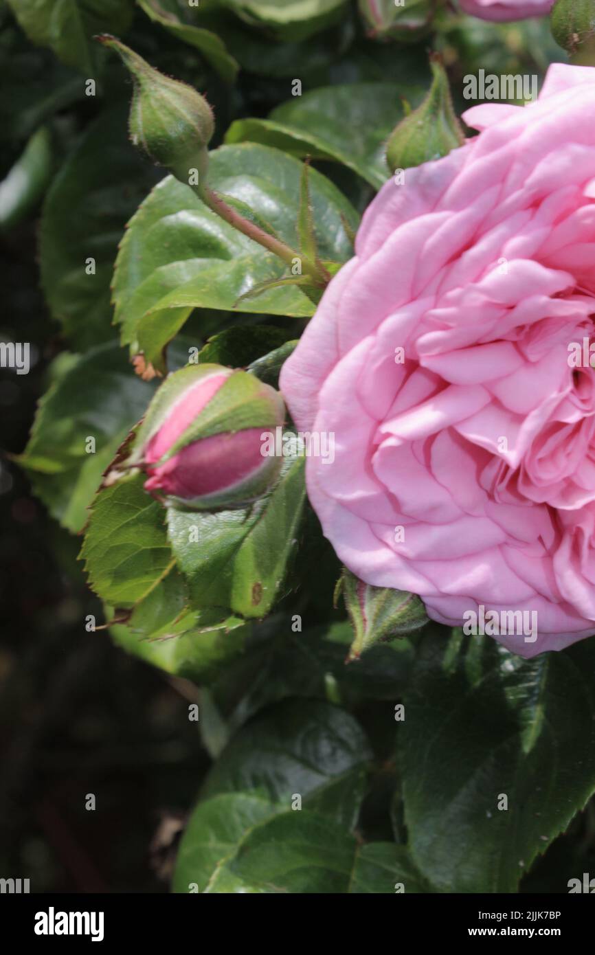 Macrophotographie par inflorescence de rose. L'été s'épanouit en gros plan. Roses dans le jardin. Pétales de fleurs roses. Arrière-plan vert. Feuillages luxuriants. Arbre broussaillé. Banque D'Images