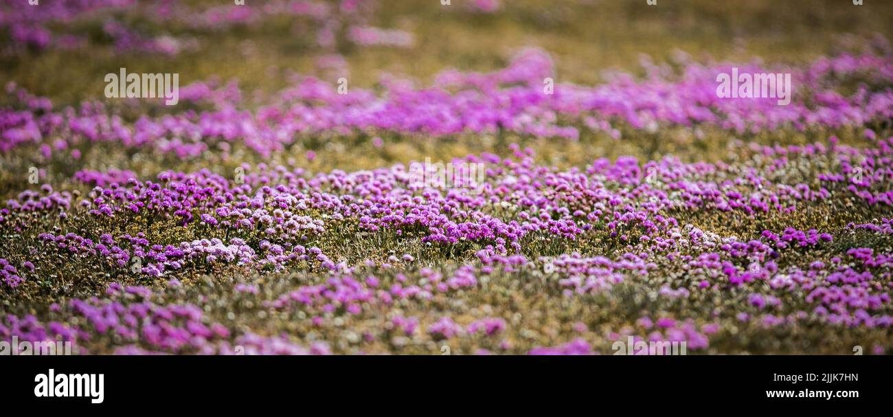 Un cliché sélectif de thym en fleur sur le terrain Banque D'Images