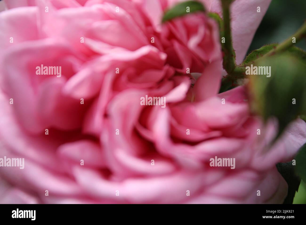 Macrophotographie par inflorescence de rose. L'été s'épanouit en gros plan. Roses roses roses dans le jardin. Pétales de fleurs roses. Arrière-plan vert. Feuillages luxuriants. Épineux. Banque D'Images
