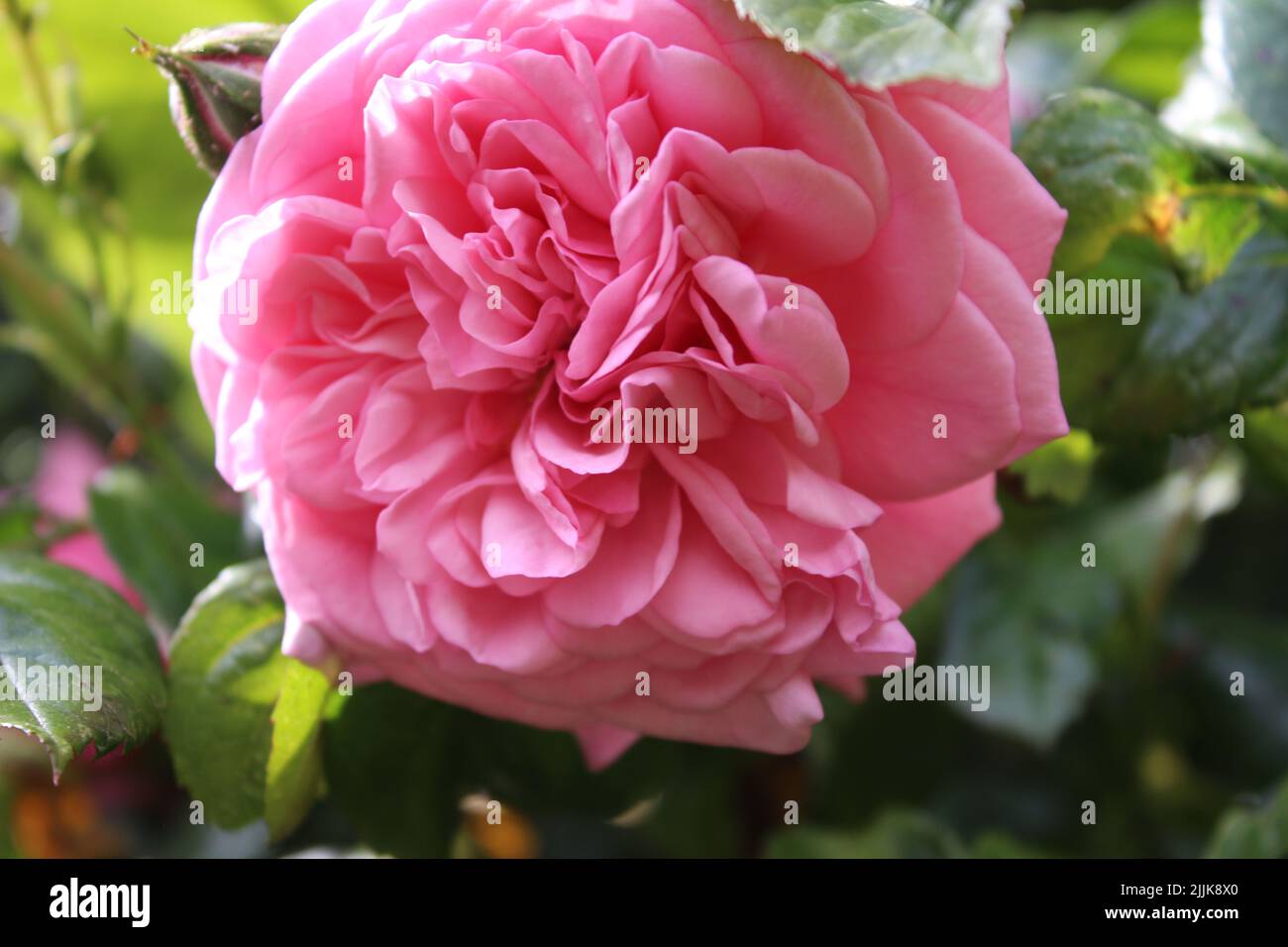 Macrophotographie de Rosebuds. L'été s'épanouit en gros plan. Roses roses roses dans le jardin. Pétales de fleurs roses. Arrière-plan vert. Feuillages luxuriants. Arbre broussaillé. Banque D'Images