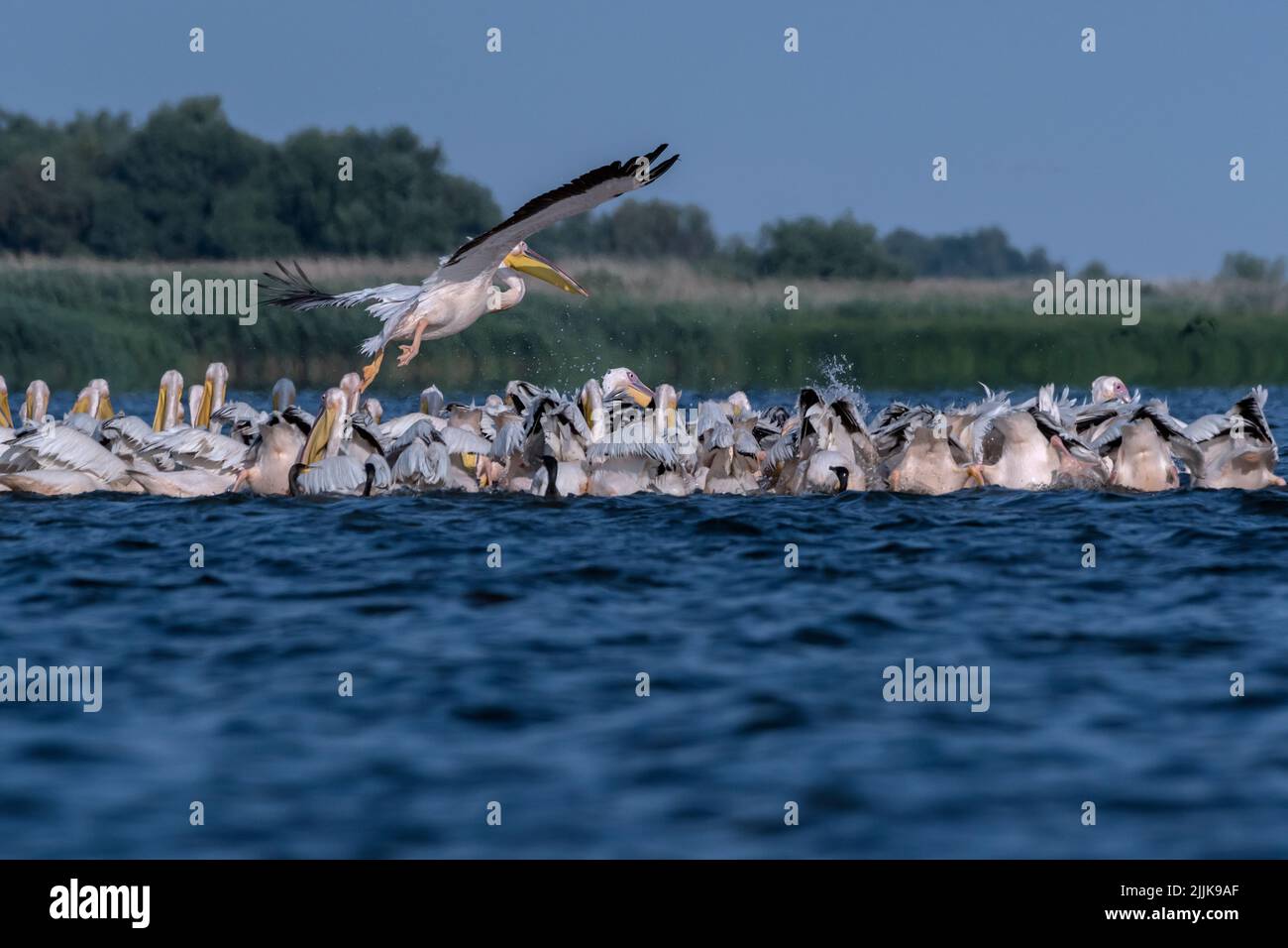 Pélicans (Pelecanus onocrotalus). Roumanie Banque D'Images