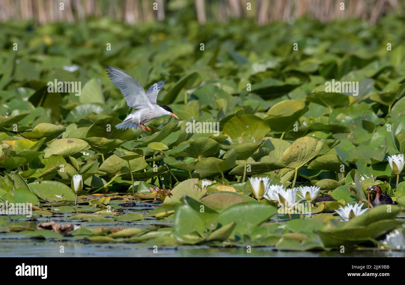 Sterne commune (Sterna hirundo). Roumanie Banque D'Images