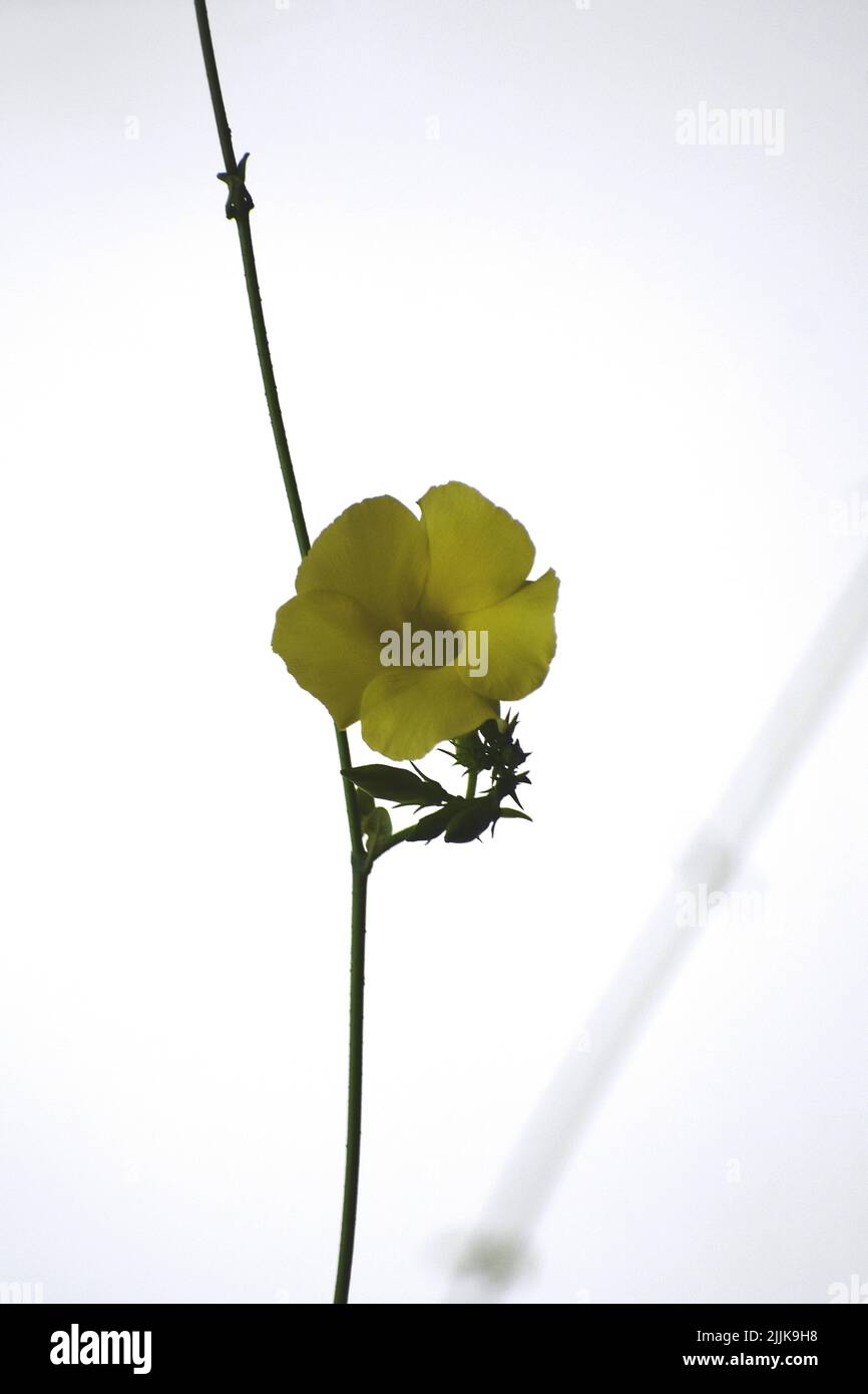 Un cliché vertical d'une fleur jaune d'Allamanda sur le fond du ciel Banque D'Images
