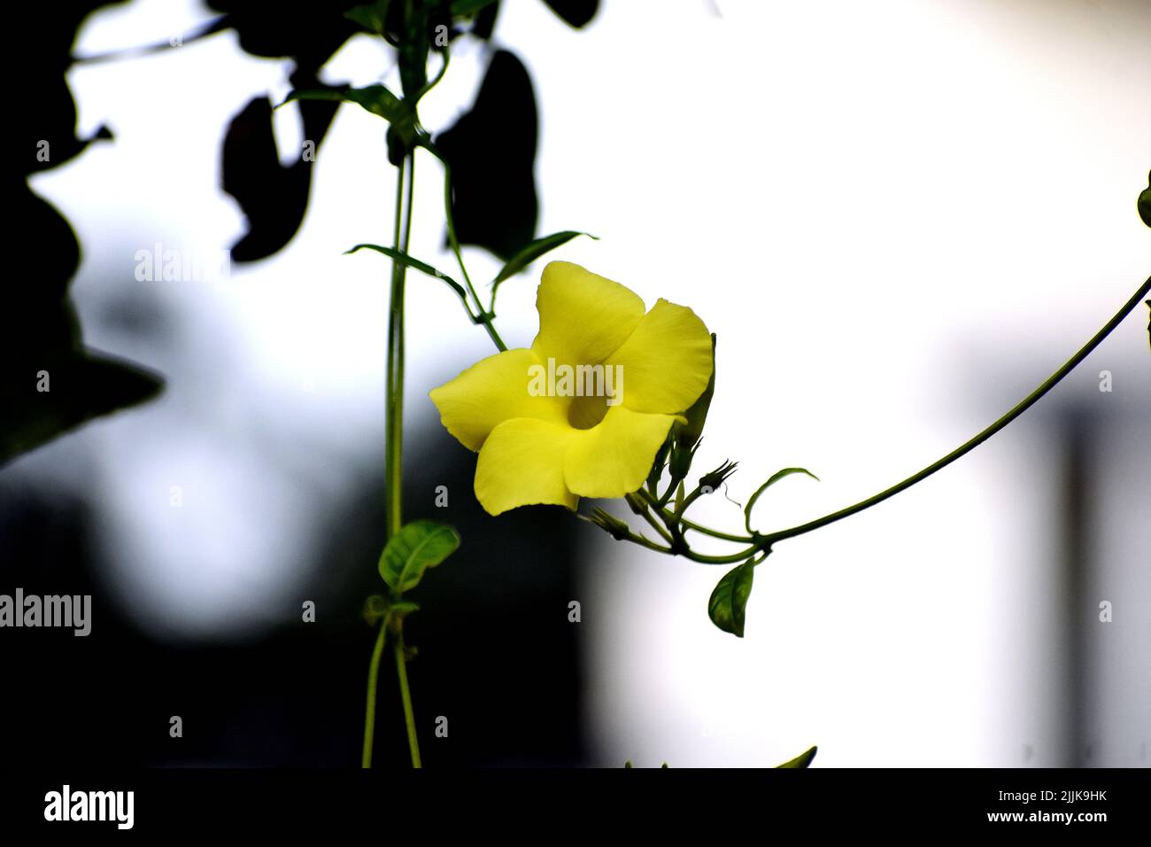 Un gros plan d'une fleur jaune d'Allamanda sur le fond flou Banque D'Images