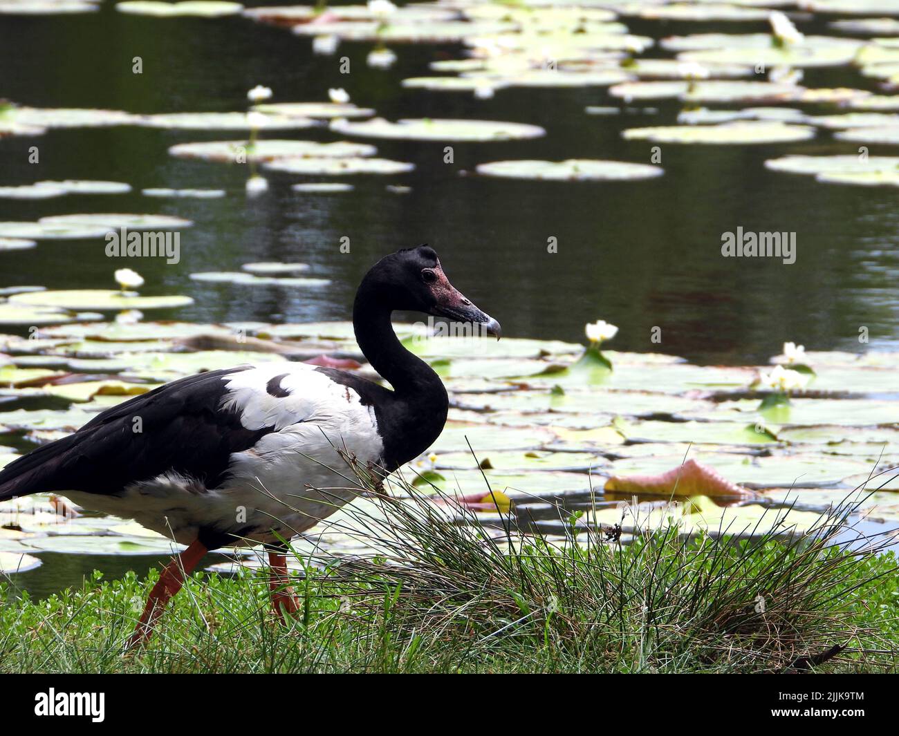 Une vue latérale d'une oie magpie errant sur le bord du lac Banque D'Images